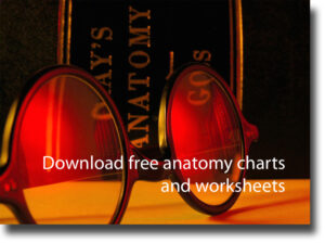 Download free ultrasound anatomy charts and worksheets.