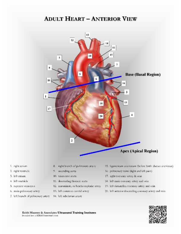 Heart Anatomy- Surface View