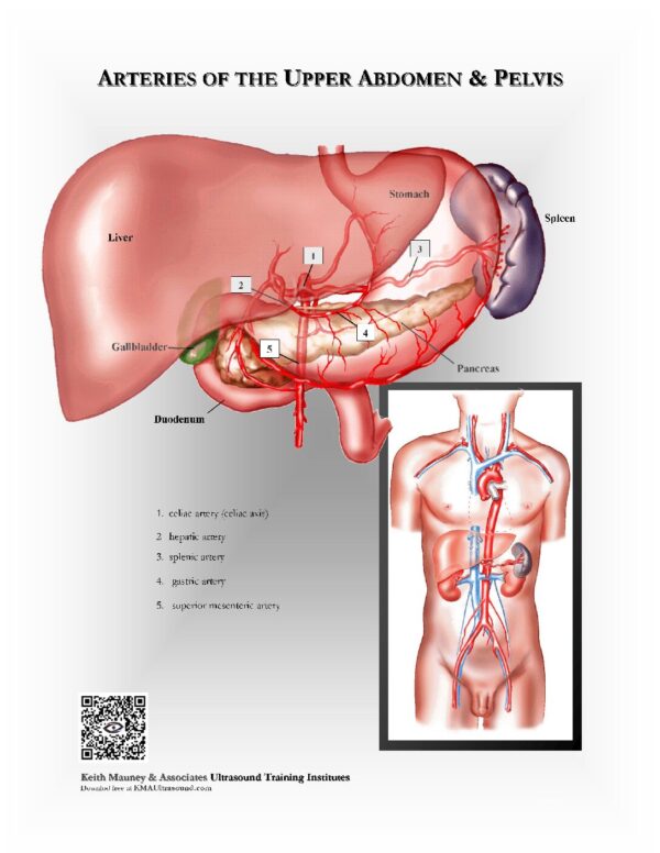 Major Arteries of the Upper Abdomen and Pelvis