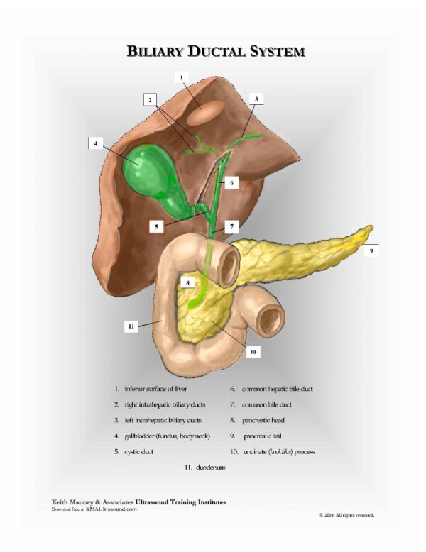 Gallbladder and Biliary Ductal System