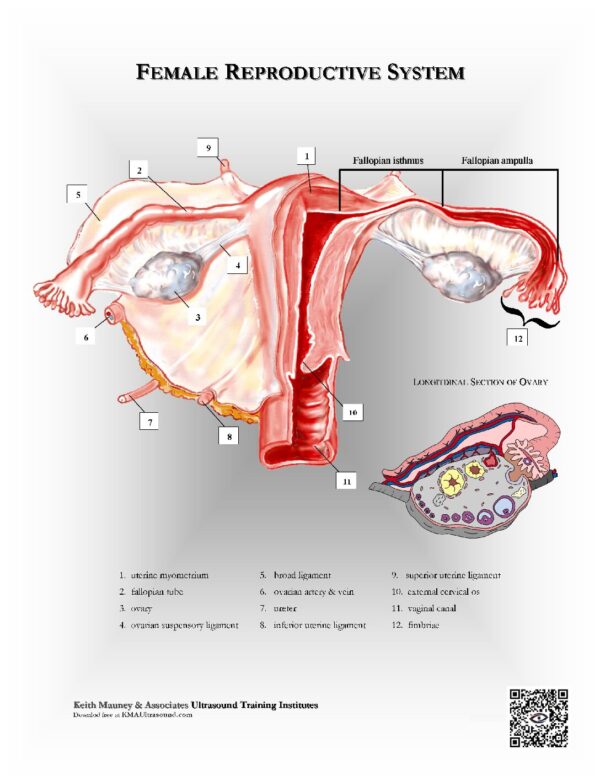 The Female Reproductive Organs