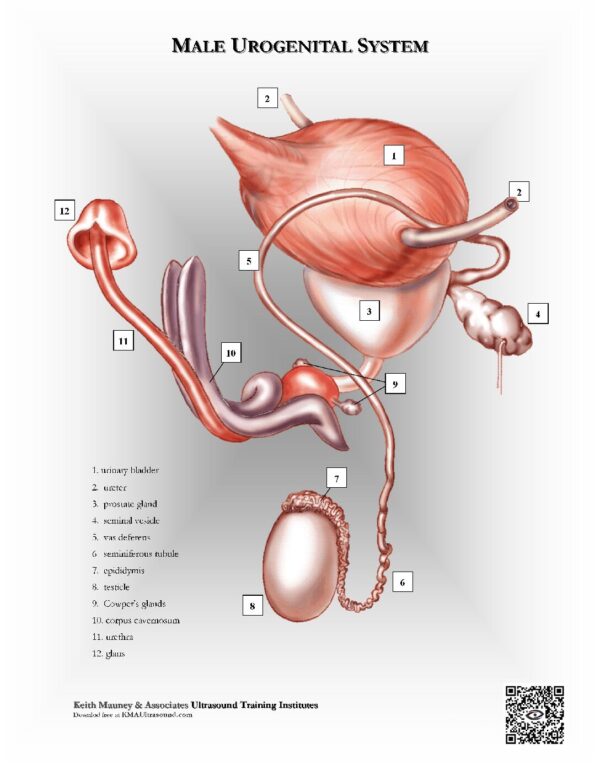 Male Urogenital Anatomy