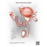 Male Urogenital Anatomy
