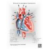 Heart- Path of Intracardiac Flow