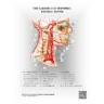 The Carotid and Vertebral Arterial Vascular System